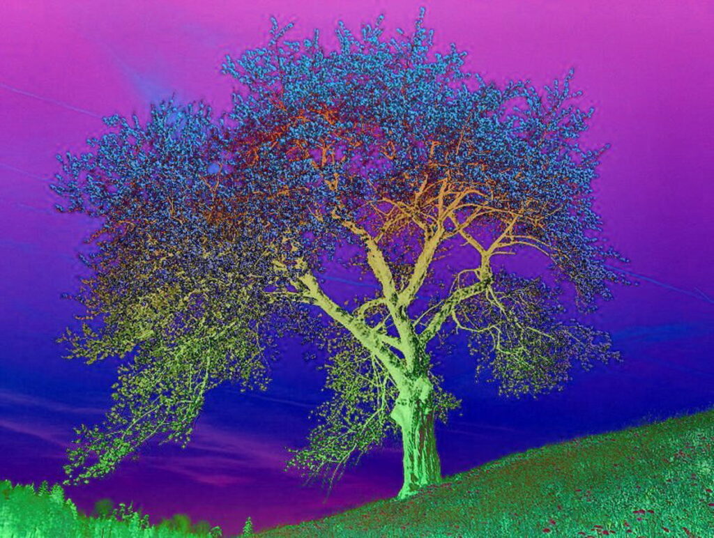 Ciliege (5) "Nella luce notturna" (luglio 2011)